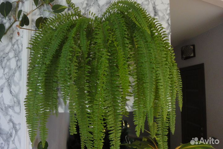 Хлорофитум оранж папоротник роза голден гейт шлюмб