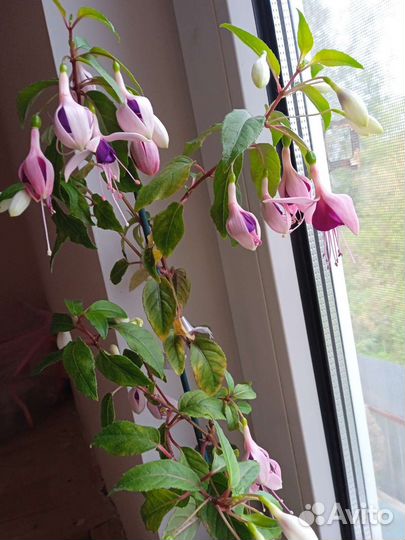 Комнатные цветы