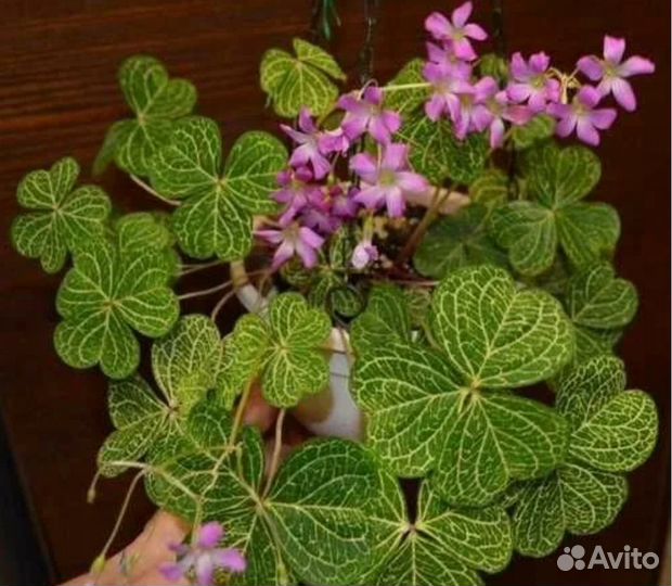 Комнатные растения цветы