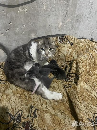 Котята вислоухие