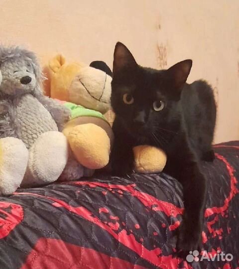 Котик в добрые руки