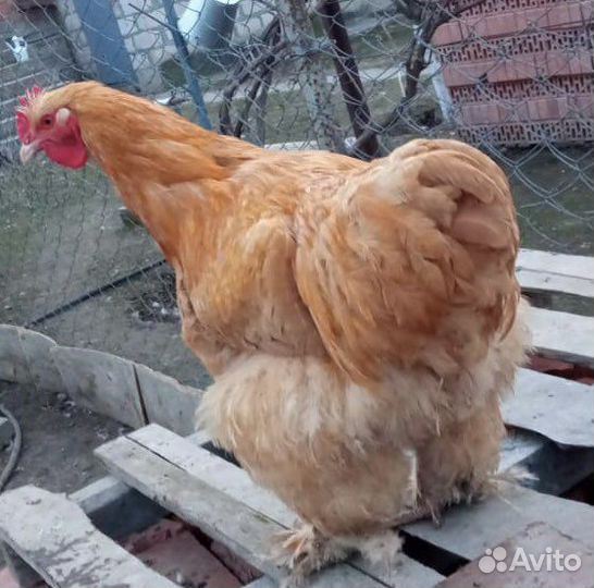 Петухи