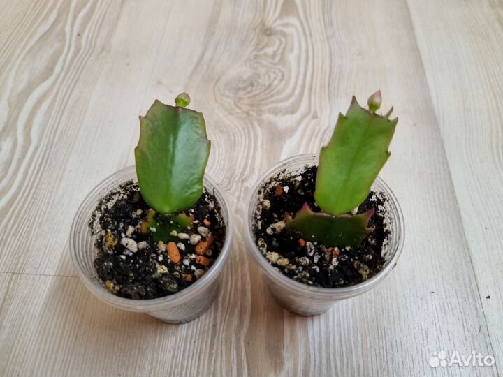 Декабрист шлюмбергера