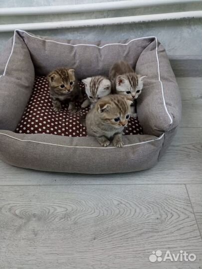 Шотландские котята