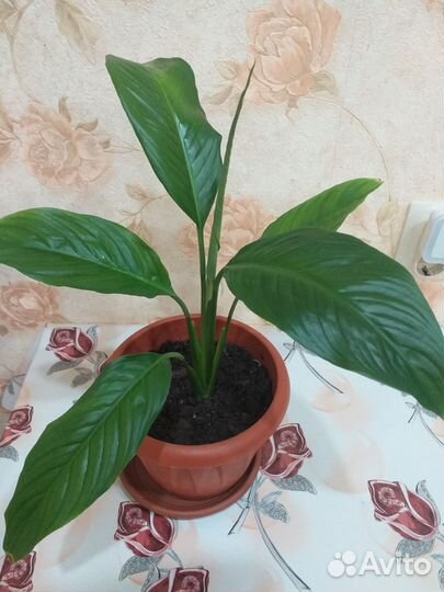 Спатифиллум