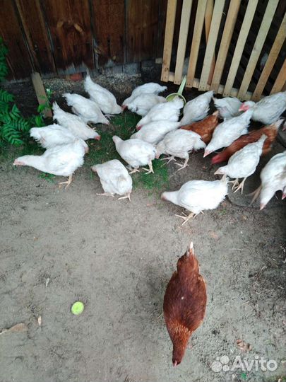Куры бройлеры