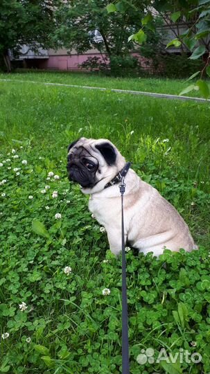 Вязка, мопс