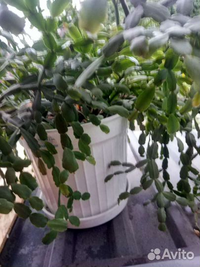 Продаю, домашние цветы