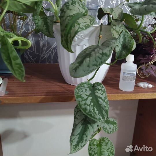 Сциндапсус Пиктус Треби,Экзотика