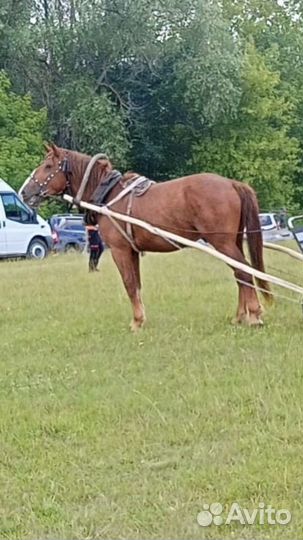 Жеребец тяжеловоз