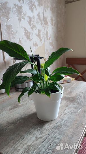 Спатифиллум