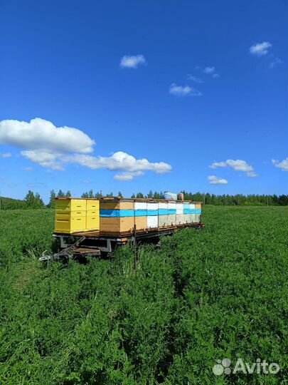 Прицеп для перевозки пчел