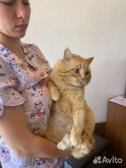Рыжий котик