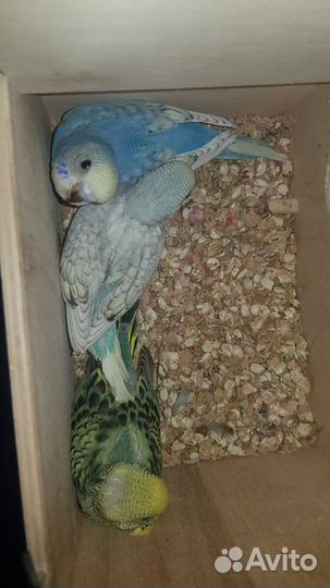 Волнистые малыши