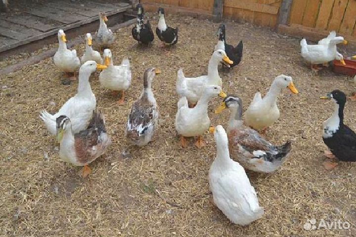 Комбикорм для уток с доставкой