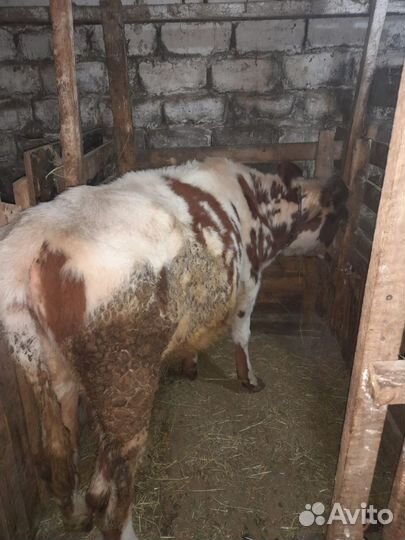 Бычек и телка