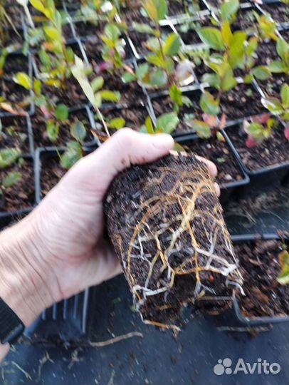 Кизильник блестящий