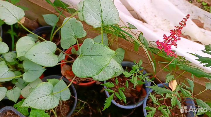 Многолетние растения