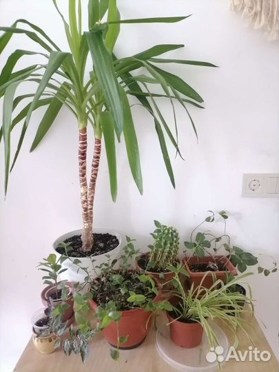 Комнатные цветы от