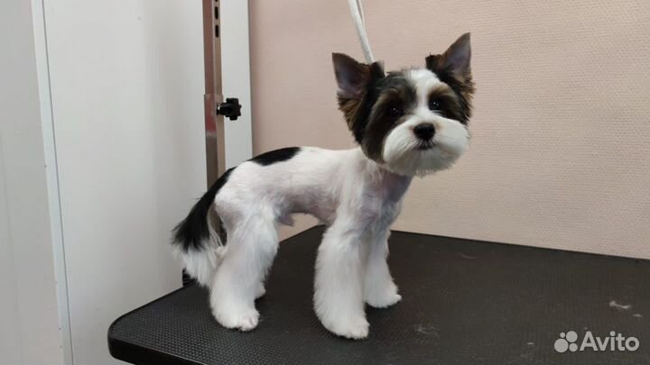 Случка / вязка кобель Бивер йорк