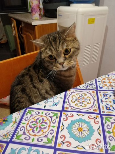 Шотландский кот в добрые руки