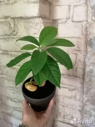 Бонсай из авокадо