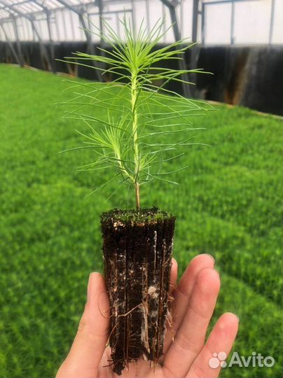 Сеянцы сосны зкс в розницу