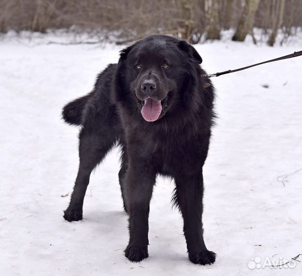 Шикарный пёс в добрые руки