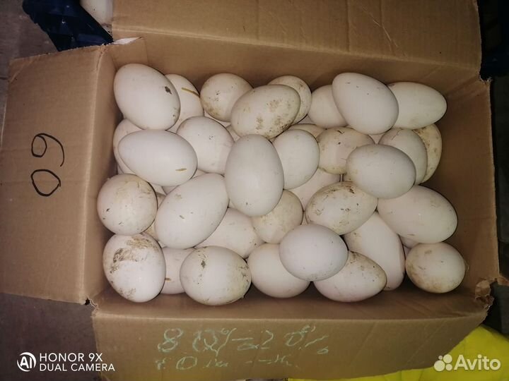 Яйцо гусиное