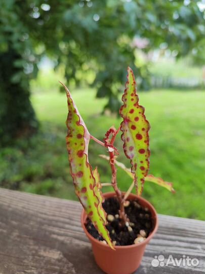Begonia amphioxus