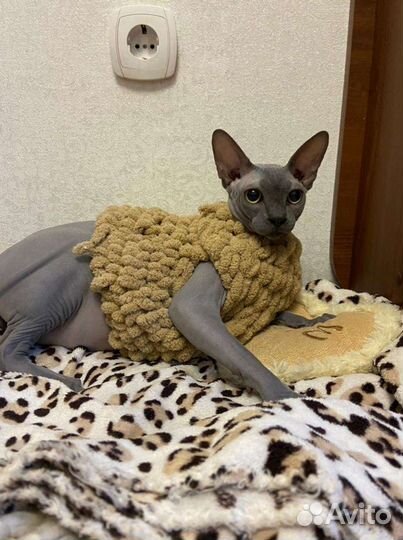 Одежда для кошек