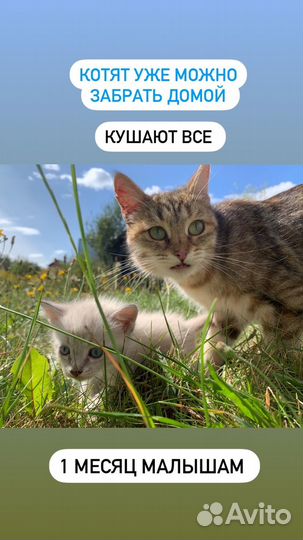Котята