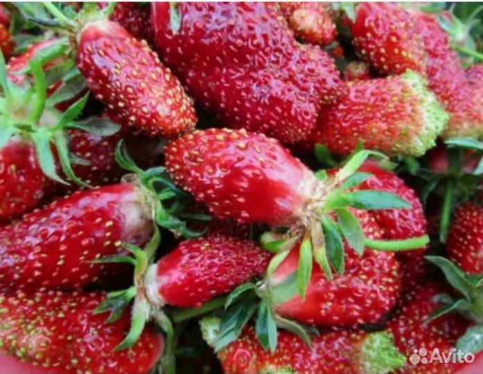 Клубника и земляника Купчиха. Саженцы