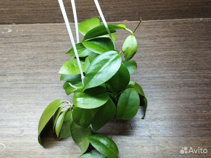 Хойи Матильда, текилла Санрайз, досси