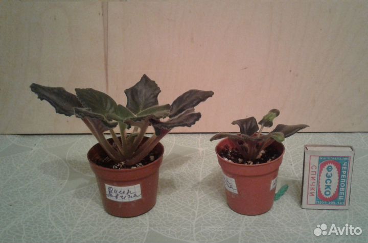 Фиалка Queen Sabrina