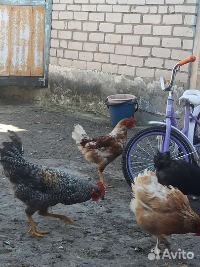 Молодые петухи
