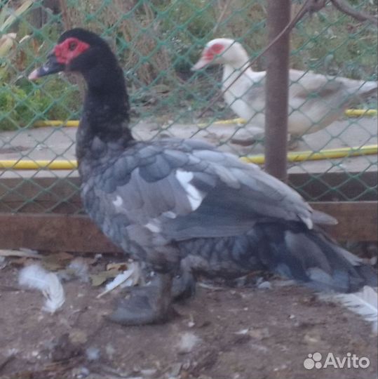 Индоутки Тяжелая линия