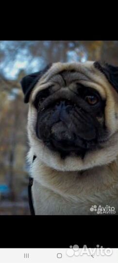 Щенки мопса