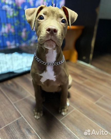 Питбуль вязка