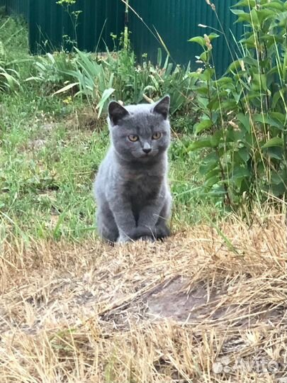 Отдам бесплатно