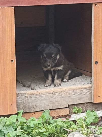 Маленькие собачки в добрые руки