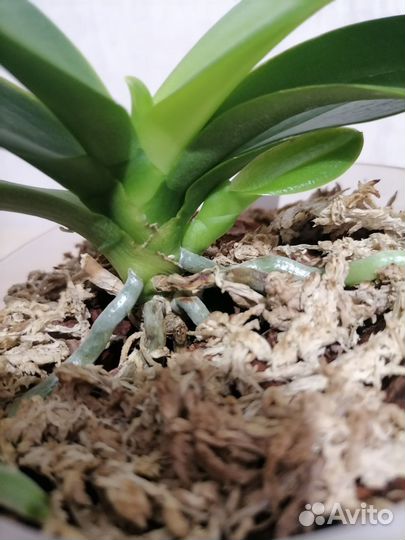 Орхидея фаленопсис