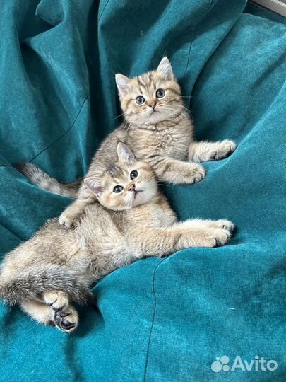 Британская золотая шиншилла ny 12