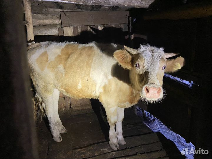 Корова дойная