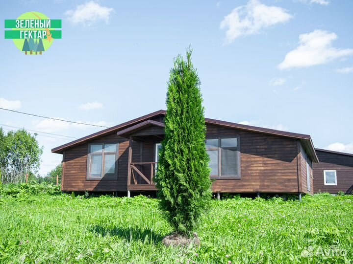 Туи колумна 180 см свежая копка 2023