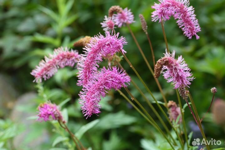 Кровохлебка Пинк Танна