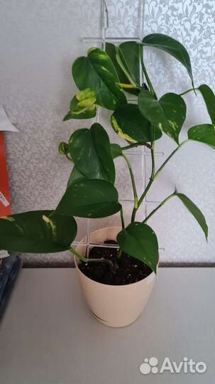 Эпипремнум