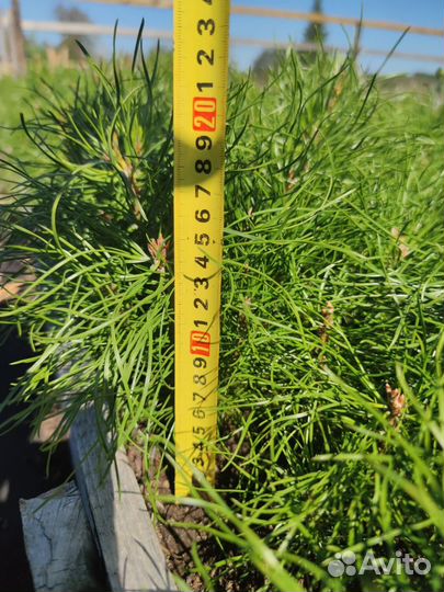 Саженцы ели европейской зкс опт