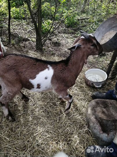 Нубийские козлята