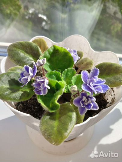 Фиалка в горшке